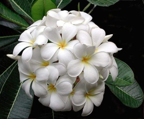 Plumeria plant tree in pot. 4 feet tall with many tips