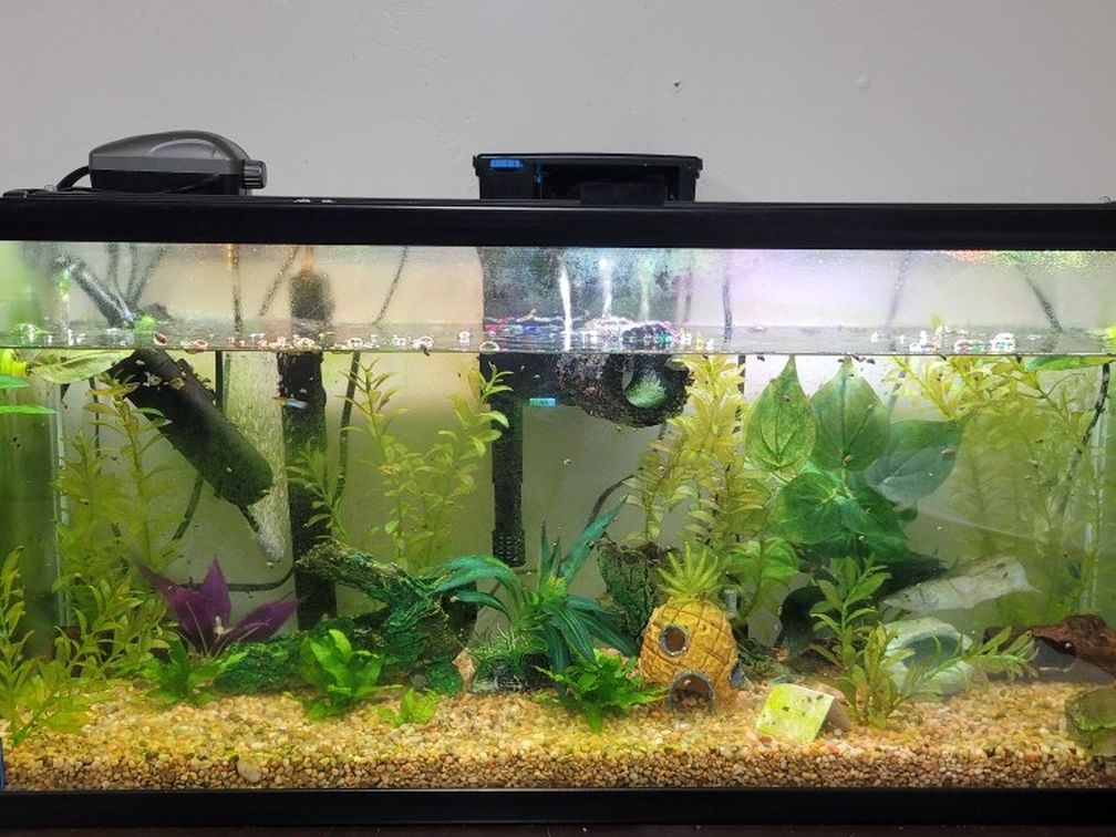 30 Gallon Aquarium With Everything You Need