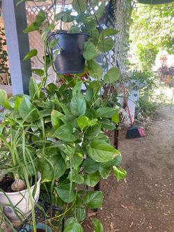 Plants de photos