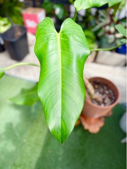 Plants (10”pot🌿Philodendron Sagitifolium )
