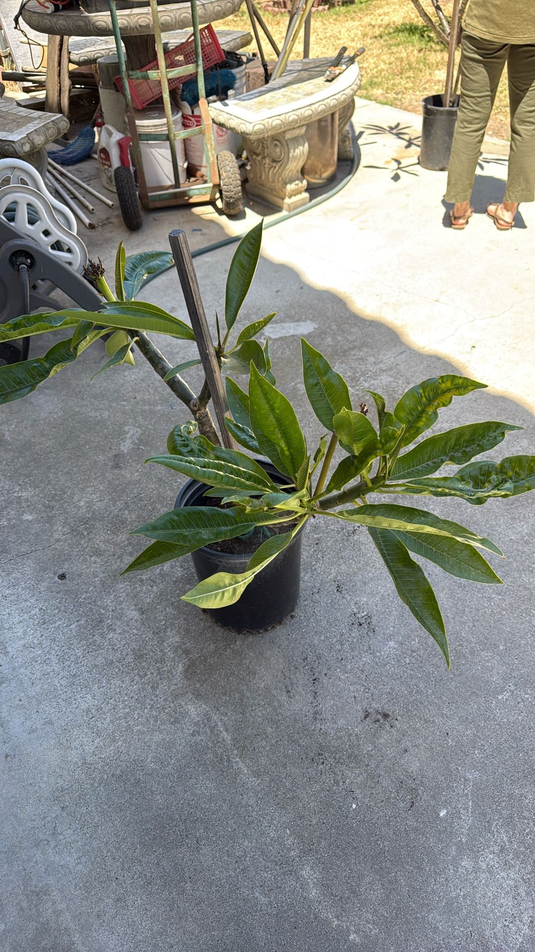 Plumeria White Flowers 3 Feet $30