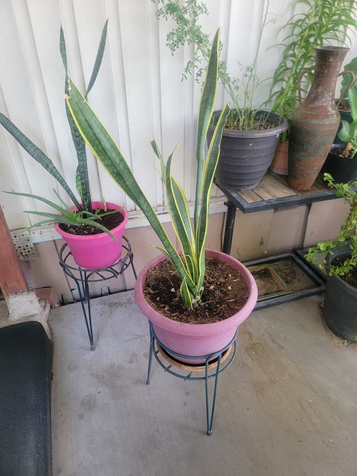 Snake Plant 