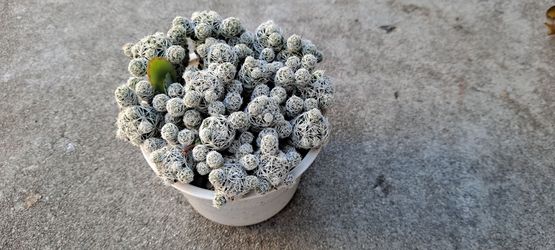 succulent plant