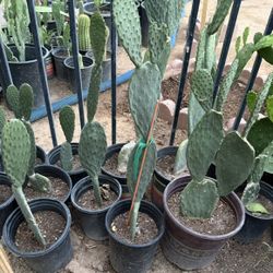 Cactus Plans $15 Each