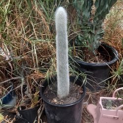 Silver Torch Cactus Plant