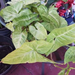 Planta De Enredadera 