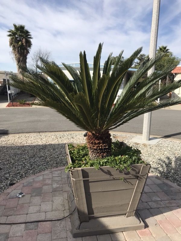 Sago palm