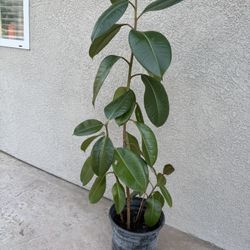 Beautiful Rubber Tree