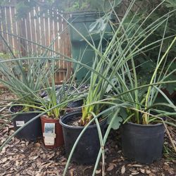 Large Red Yucca Plants