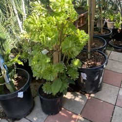 Plant For Sale