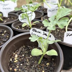 Black Jewel Watermelon plants