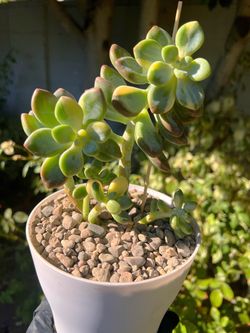 $36 - Graptosedummiul Colorful Variegated (7 left)