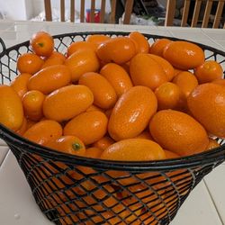 Kumquats, Picked FRESH to Order, Daily, Glendora Area $5 per Pound 