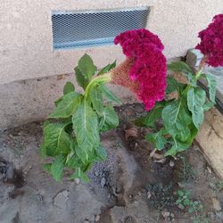 Coxcomb Flowers 