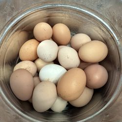 Organic Eggs 