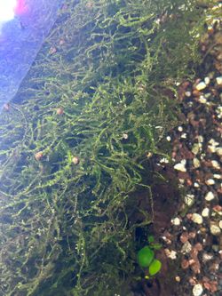 Aquarium Java moss