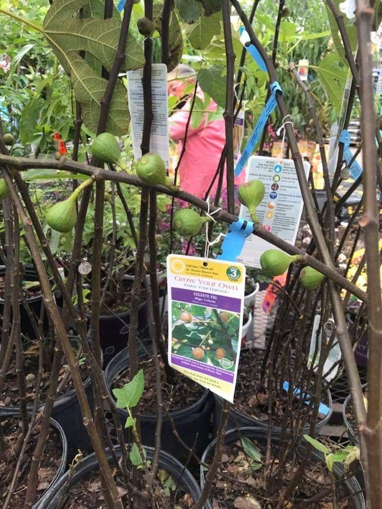 Celeste Brown Fig Fully Grown Plant In 3 Gallon Pot