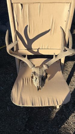 Deer Antlers And Skull