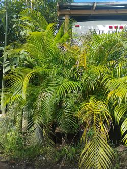 Areca Palm trees 25gl $120🌴