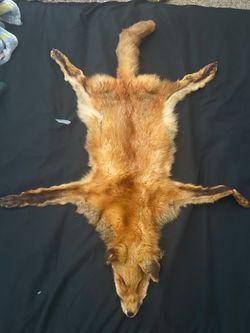 Genuine Red Fox Pelt – Full Body Hide (Head, Tail & Legs Intact)