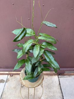 6” hoya archiboldiana