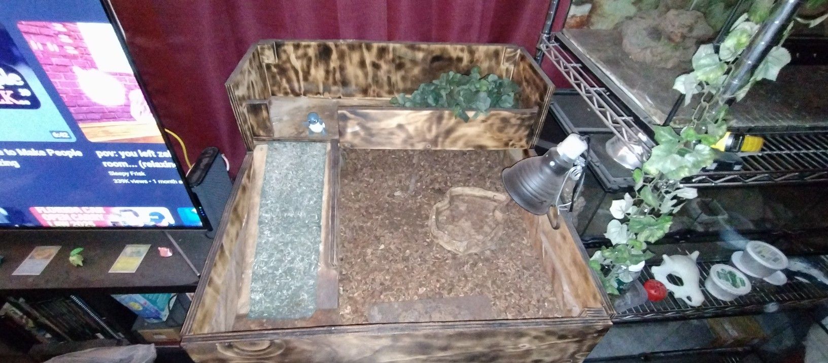 Tortoise Or Guinea Pig Table