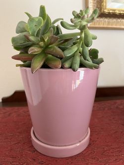 Succulent Arrangement