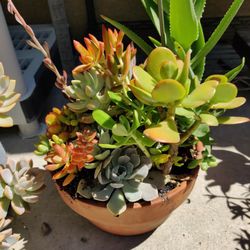 Various Homegrown Potted Succulent Plants 