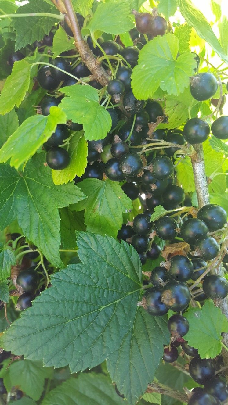 Blackcurant Plants Excellent Time To Planting Now