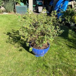 Large Mystery Plant In Ceramic Pot
