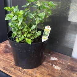 Mint  Plant