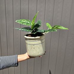 Plant With Pot $15