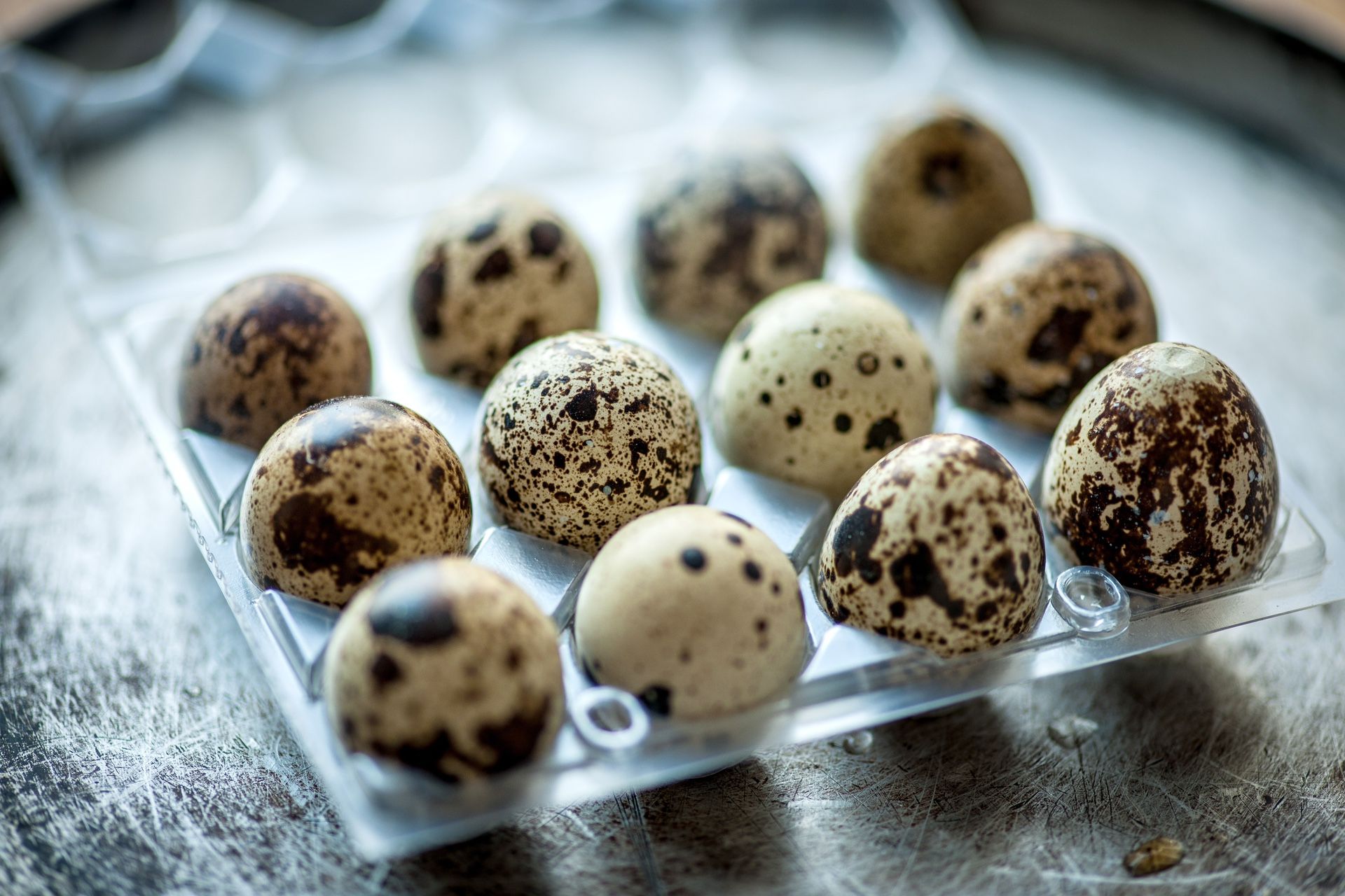 Jumbo Coturnix Quail Hatching Eggs 