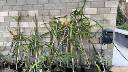 Mature Flowering Dragonfruit plants