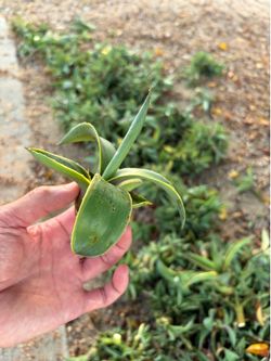 Agave desmettiana variegata pups
