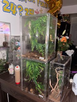 Leachie Gecko Reptile Setup