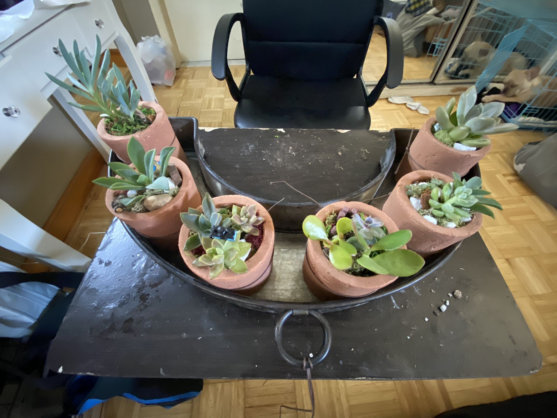 Succulent Plant Arrangements