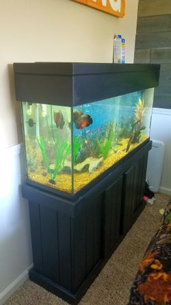 55 gallon aquarium