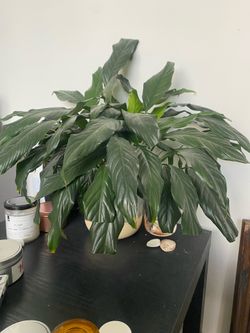 Peace Lily