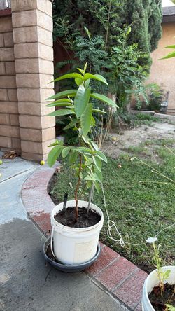 Guayabo tree