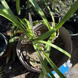 5 gallon lily Plants (believe it is purple Lily of the Nile)
