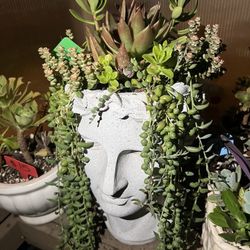 Beautiful Large Head Succulent Planter