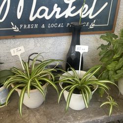 Spider Plants $5 Each ( Read Description)
