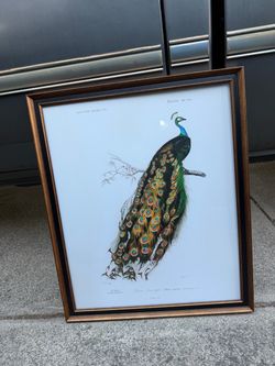 Peacock wall art