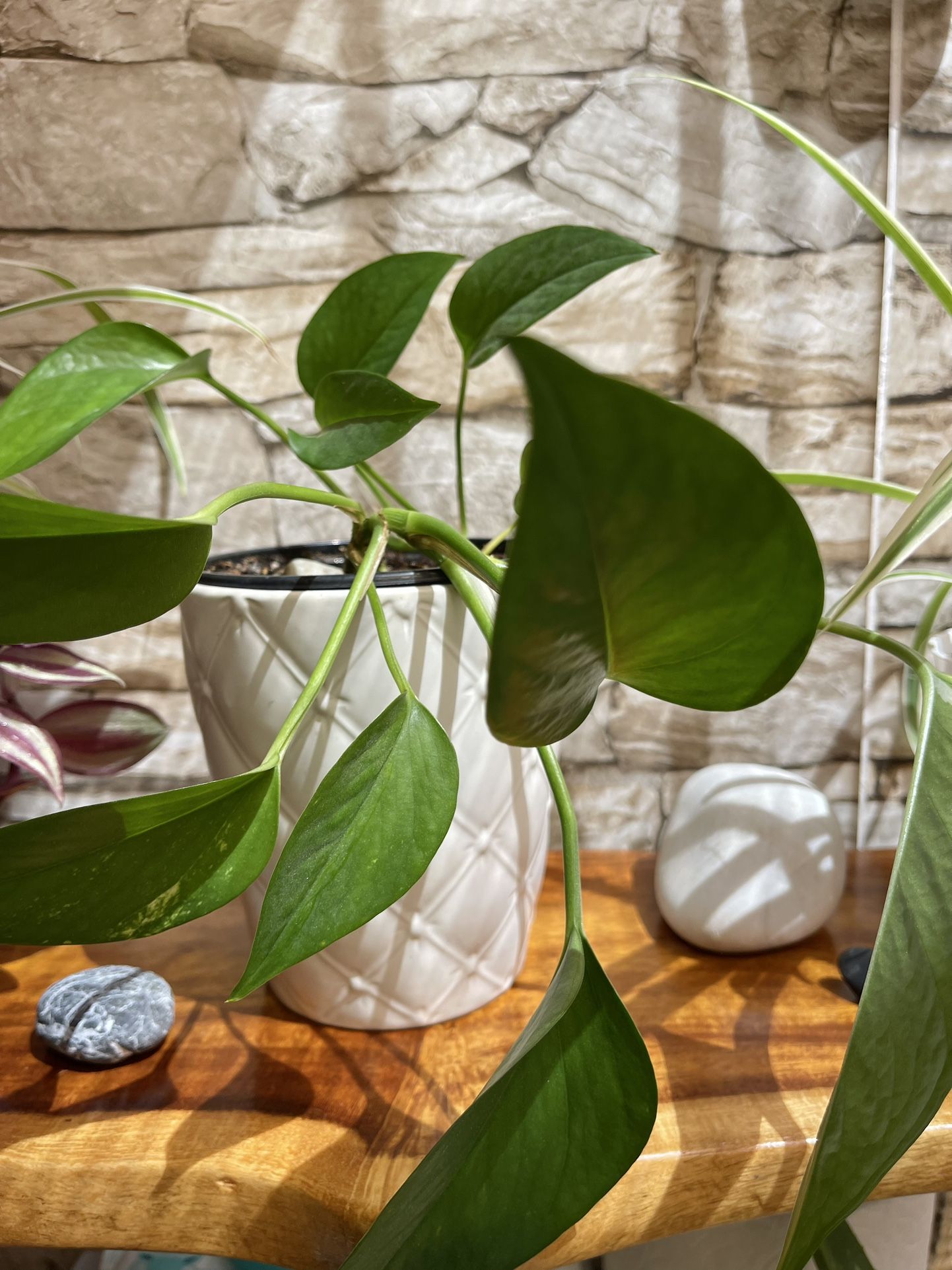 Philodendron House Plant In Ceramic Pot 5.5"H.