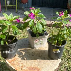 Hermosas plantas, ya enraizadas, se Botes de galón, algunas floreando