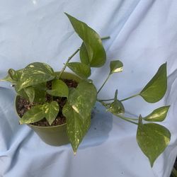 HERMOSAS PLANTAS NATURALES “GOLDEN  POTHOS PLANT “