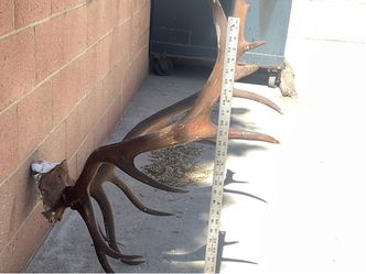 Large Elk Antler Rack with Skull Cap