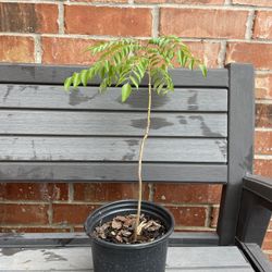 Large Tall Curry Leaf Strong Plant