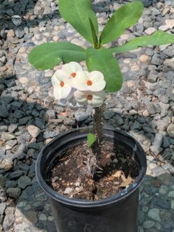Bonita planta de corona de cristo $25